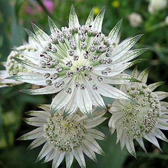 Astrantia major Snow Star JAUNUMS 2025